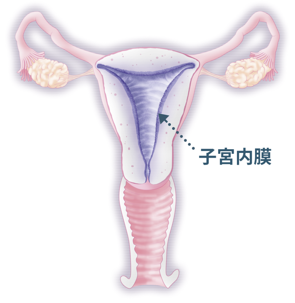 子宮内膜と着床能